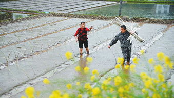 萌發在春天里的四川農業供給側結構性改革新脈動·地膜